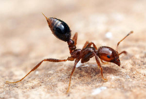 Ant Behavior