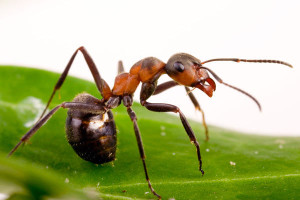 Ant Behavior Understanding