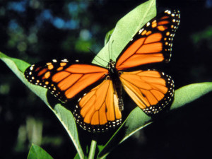 Butterfly Effect Chaos Theory