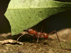 ants