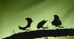 ants carrying
