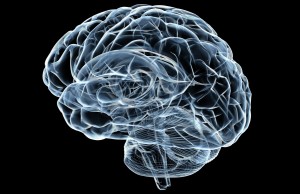 brain memory