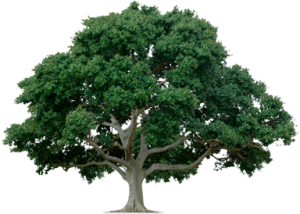 facts about environment