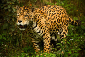 Panthera onca