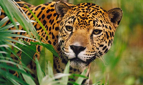 Jaguar on Jaguar In The Rainforest