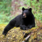 American black bear