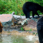 Bears
