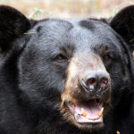 Black bear
