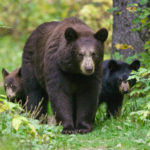 Female Black Bear and her cubs walking on a trail