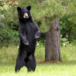 Standing bear