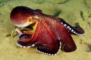 Facts About Octopus