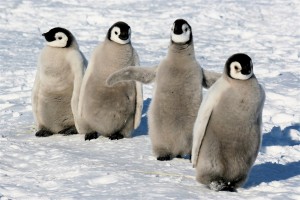 Facts about Emperor Penguins