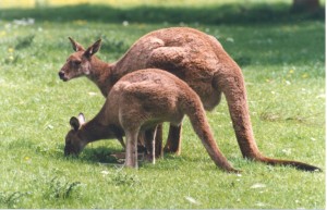 Kangaroos Hop