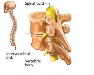 Spinal cords and nerves