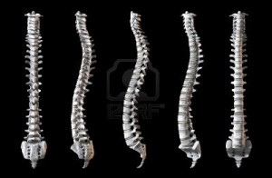 What Does a Human Spine Look Like