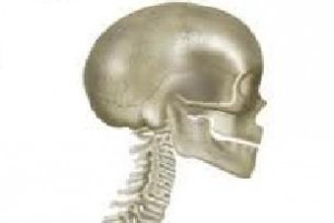 Skull and spine Skull and spine