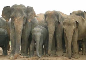 Elephants in Captivity - Can They Save Them From Extinction - Some