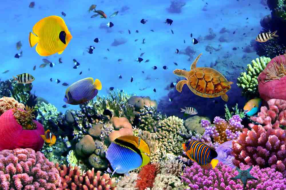 Is Coral a Plant or Animal - Some Interesting Facts