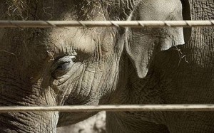 Elephants in Captivity