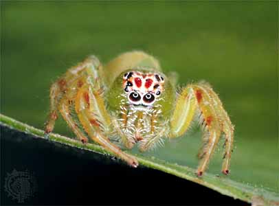 Facts About Spiders - Some Interesting Facts