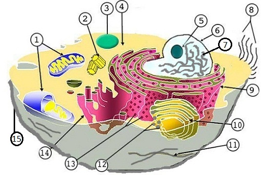 What is a Plant Cell Made Up Of - Some Interesting Facts
