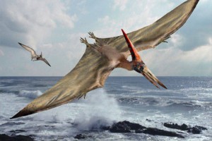 about pterodactyl