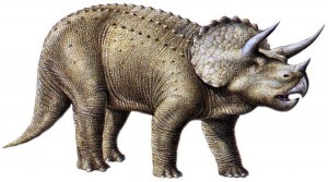 Triceratops Facts Triceratops Facts