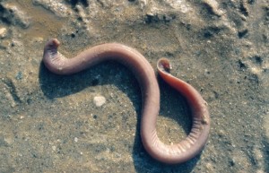 Hagfish
