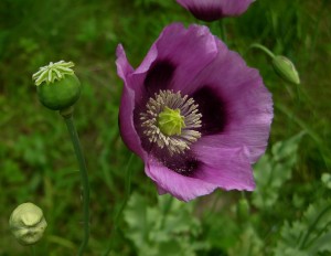 Papaver somniferum