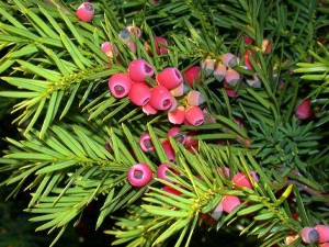 Taxus baccata