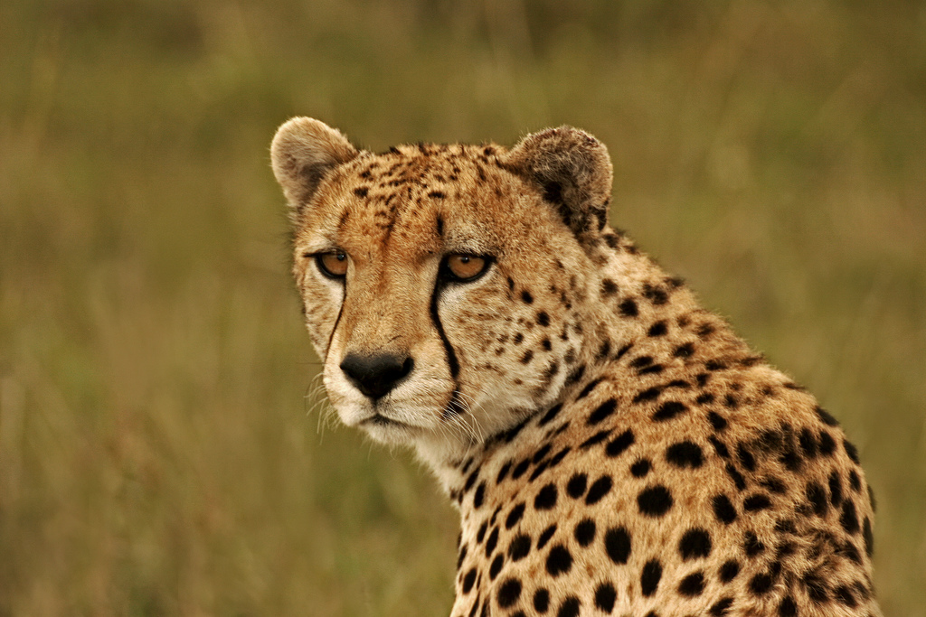 What Are Some Cool Things About Cheetahs