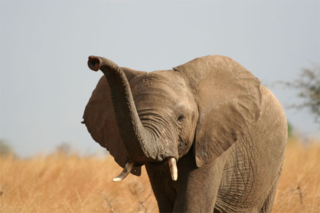 Why Do Elephants Have Big Ears - Some Interesting Facts