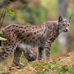Eurasian Lynx