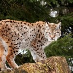 Eurasian Lynx in forest