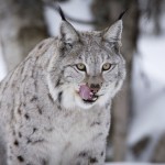 Lynx licking lips