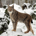 Eurasian Lynx snow