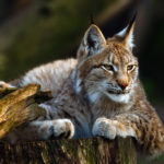 Lynx