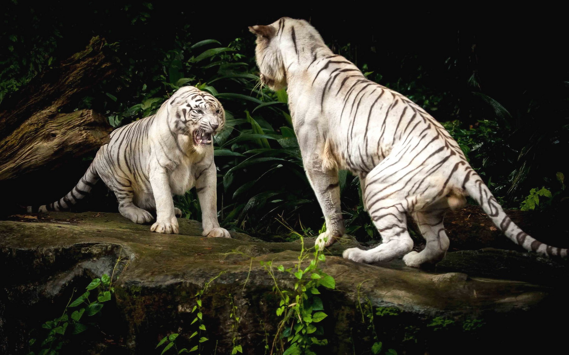 white tigers fighting