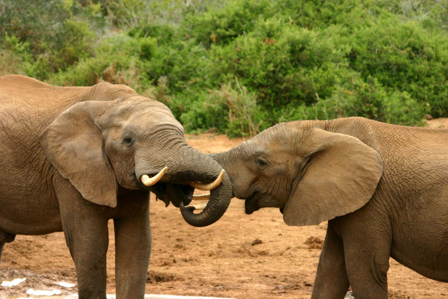 Как называется спаривание. Спаривание слона. Размножение слонов. Африканские слоны. Слоны спариваются.