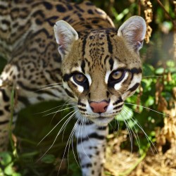 10 Facts About Ocelots - Some Interesting Facts