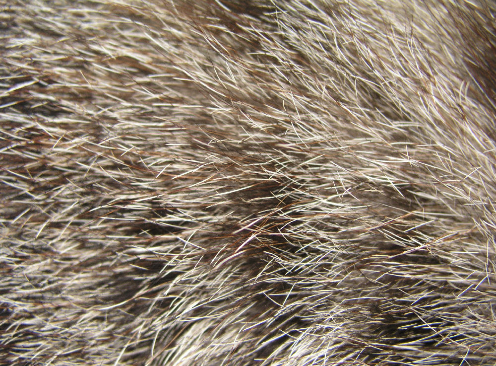 How Does Hair Protect The Body of Mammals - Some Interesting Facts