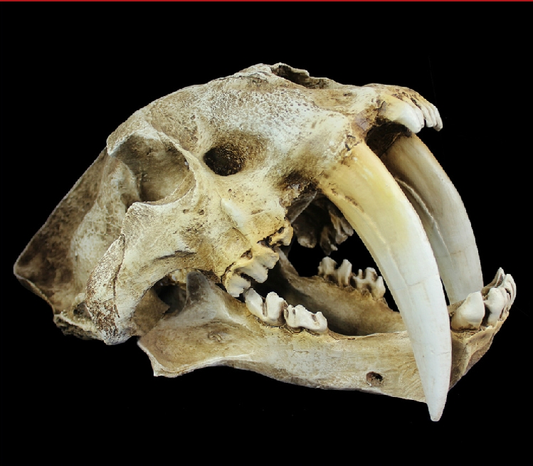 8 Facts about Saber-Toothed Tigers - Some Interesting Facts