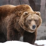 Canadian Grizzly Bear