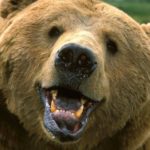 Grizzly Bear