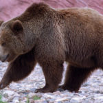 Grizzly Bear walking