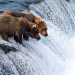 Grizzly hunting