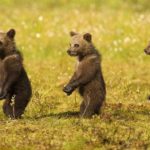 cubs