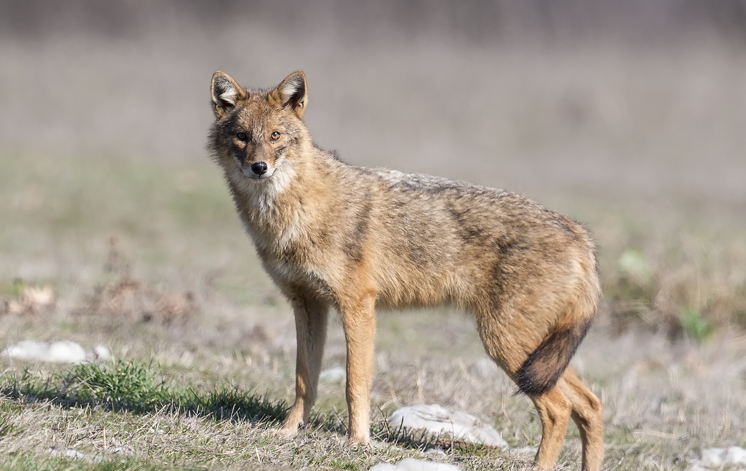 Facts About Jackals The Animal - Some Interesting Facts