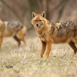 Facts About Jackals The Animal - Some Interesting Facts