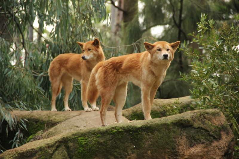 10 Interesting Facts About Australian Dingoes Some Interesting Facts